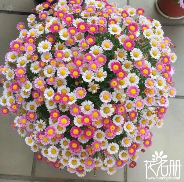 玛格丽特花是不是雏菊，玛格丽特花和雏菊的区别