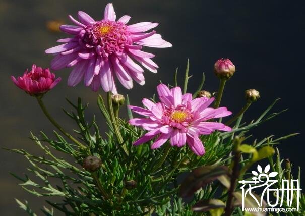 玛格丽特花怎么度夏，玛格丽特花夏天怎么养