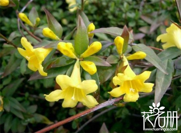 法国香水花有毒吗，法国香水花毒性有多强（误食可能会丧命）