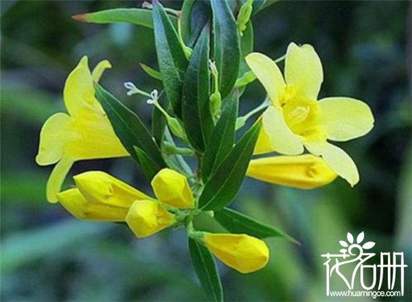 法国香水花有毒吗，法国香水花毒性有多强（误食可能会丧命）