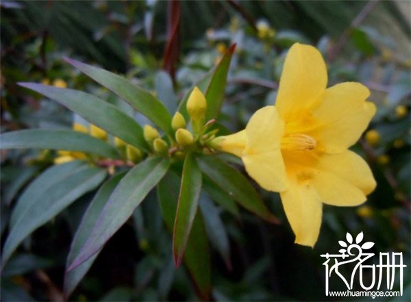 法国香水花有毒吗，法国香水花毒性有多强（误食可能会丧命）