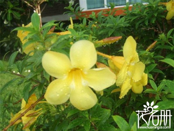 法国香水花什么时候开花，秋季为盛花期（花期长达半年）