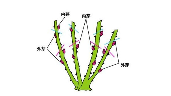 月季花怎么修剪，月季花什么时候剪枝