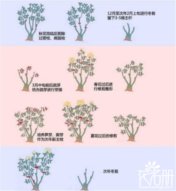 月季花怎么修剪，月季花什么时候剪枝