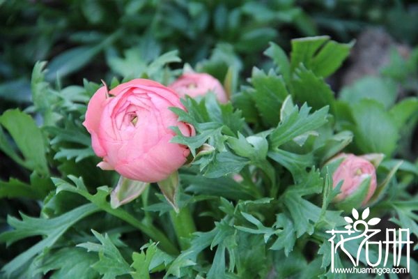 花毛茛有毒吗，花毛茛香气有毒吗（整株有毒误食可致死）