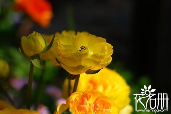 花毛茛花期怎么养，花毛茛四季的养护方法