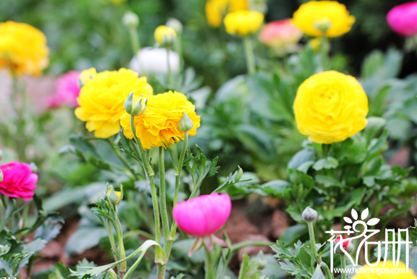 花毛茛花期怎么养，花毛茛四季的养护方法