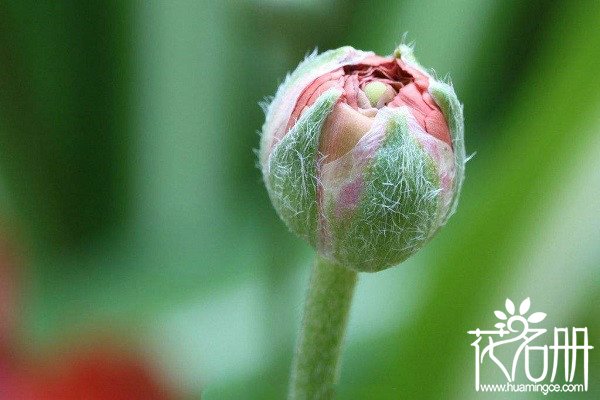 花毛茛种子怎么种，花毛茛播种后管理（温度太高不易出芽）