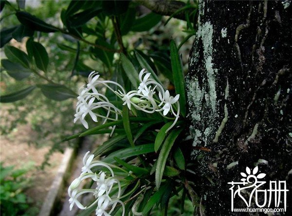 风兰什么时候开花，花期在4月份（园艺价值很高）