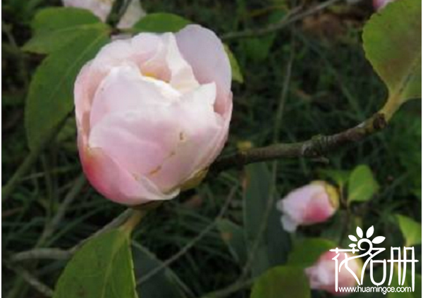 烈香茶花怎么养，烈香茶花的养殖方法