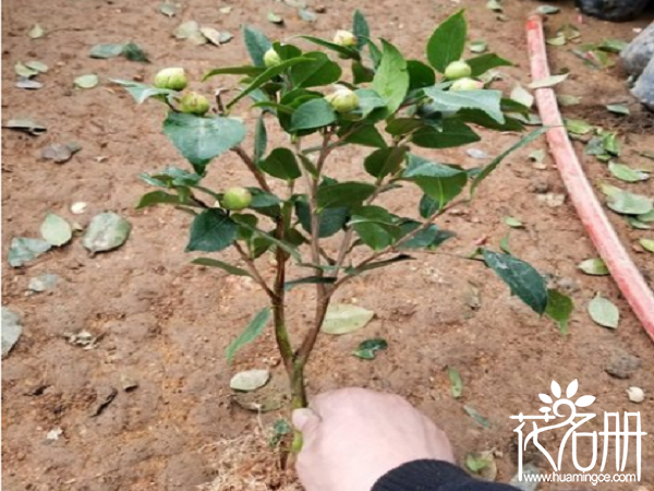 烈香茶花怎么养，烈香茶花的养殖方法