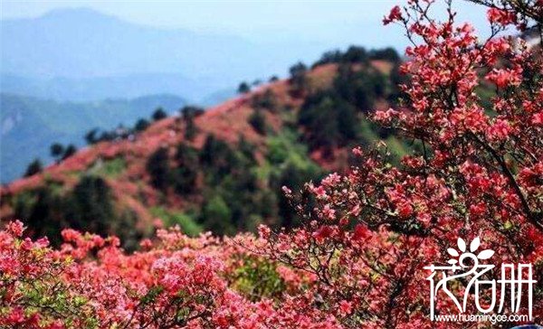 2018井冈山杜鹃花节是什么时候，杜鹃花期长达一个月(4月15-5月15)