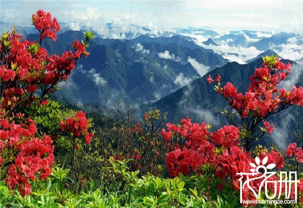 2018井冈山杜鹃花节是什么时候，杜鹃花期长达一个月(4月15-5月15)