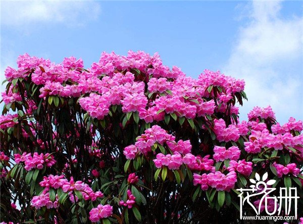 2018金佛山杜鹃花什么时候开，2018金佛山杜鹃花节时间