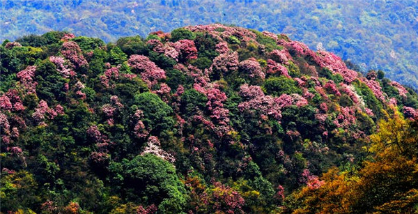 2018金佛山杜鹃花什么时候开，2018金佛山杜鹃花节时间