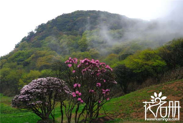 2018金佛山杜鹃花什么时候开，2018金佛山杜鹃花节时间