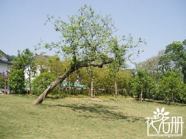 院子里种什么树风水好，栽树的四大风水禁忌