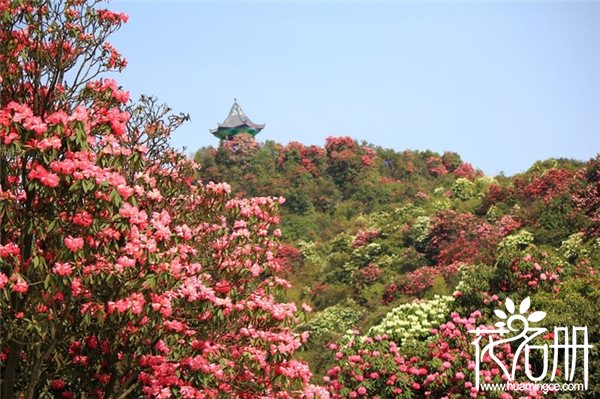 2018百里杜鹃花节什么时候，百里杜鹃门票多少钱（花期至五月下旬）