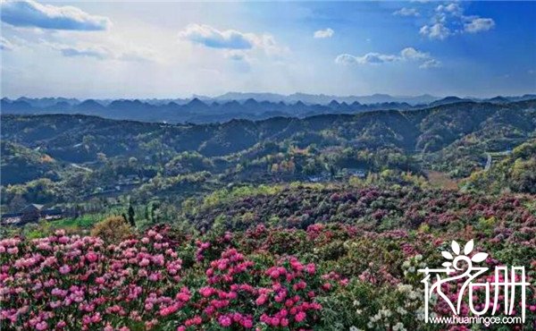 2018百里杜鹃花节什么时候，百里杜鹃门票多少钱（花期至五月下旬）