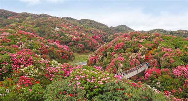 2018百里杜鹃花节什么时候，百里杜鹃门票多少钱（花期至五月下旬）