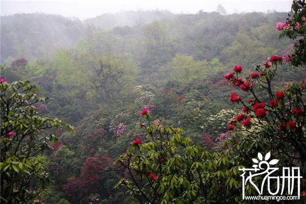 2018年毕节杜鹃花节时间，2018年毕节杜鹃花什么时候开