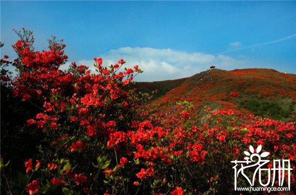 2018大围山杜鹃花节什么时候，大围山赏花攻略（4月25-5月20）