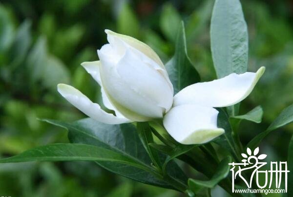 栀子花的花语是什么 一生的守候