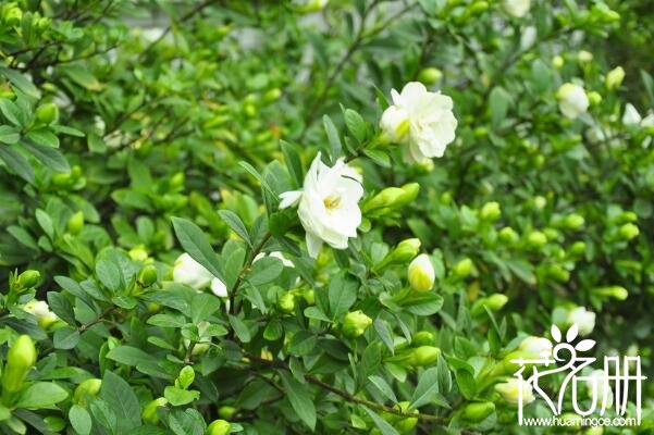 栀子花的花语是什么 一生的守候