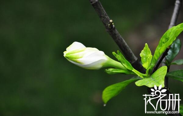 送栀子花代表什么意思 栀子花送什么人合适(永恒的爱与约定)