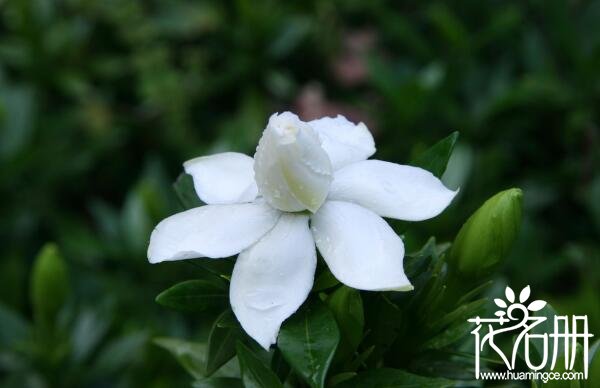 送栀子花代表什么意思 栀子花送什么人合适(永恒的爱与约定)