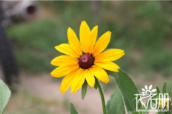 北京的市花是什么，北京的两种市花是什么（月季、菊花）