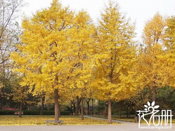 成都的市花是什么，成都的市树是什么（芙蓉/银杏）