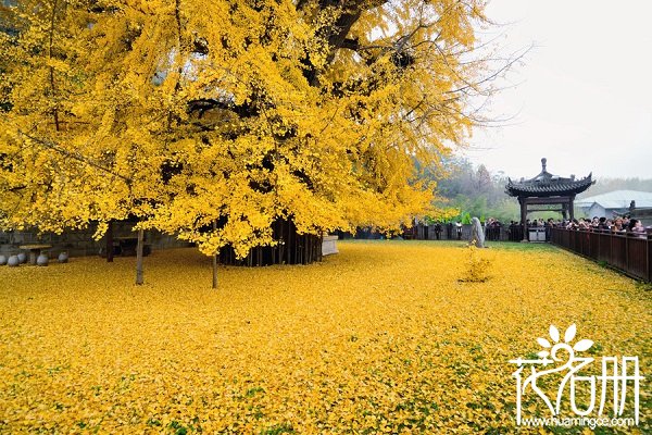 成都的市花是什么，成都的市树是什么（芙蓉/银杏）