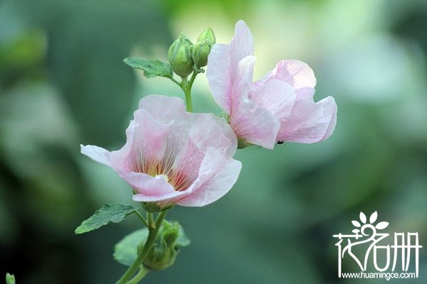 成都的市花是什么，成都的市树是什么（芙蓉/银杏）