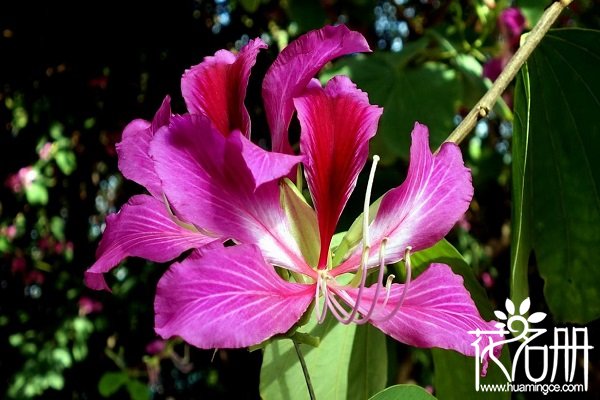 香港的市花是什么，香港市花紫荆花