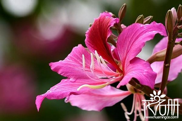 香港的市花是什么，香港市花紫荆花