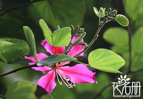 香港的市花是什么，香港市花紫荆花