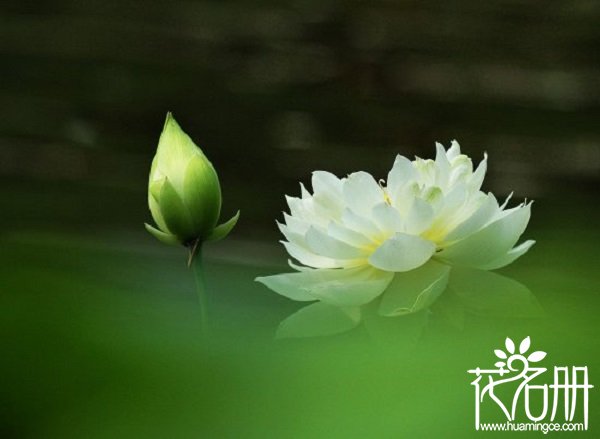 澳门的市花是什么花，澳门市花莲花