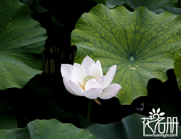 澳门的市花是什么花，澳门市花莲花