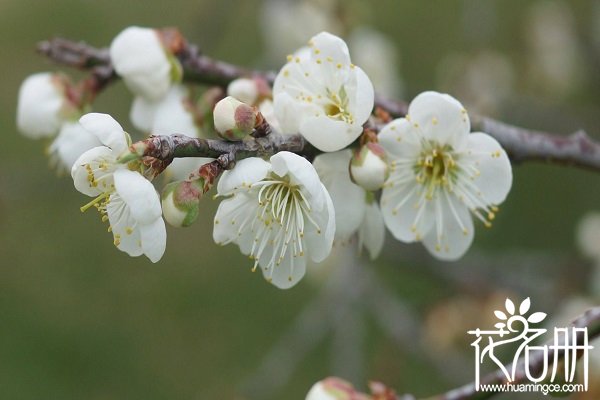 南京市花是什么，南京的市花为什么是梅花