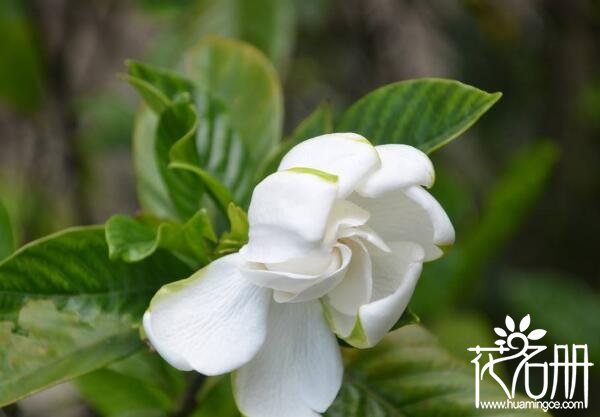 家里养栀子花风水好吗 栀子花风水禁忌(栀子花有利于家庭和睦)