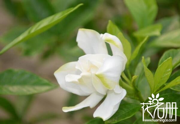 家里养栀子花风水好吗 栀子花风水禁忌(栀子花有利于家庭和睦)