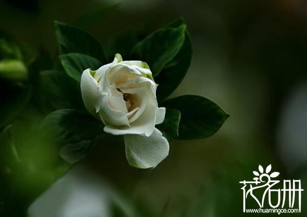 家里养栀子花风水好吗 栀子花风水禁忌(栀子花有利于家庭和睦)