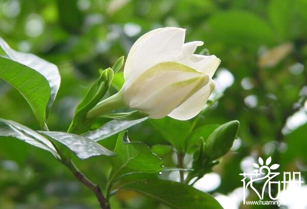 家里养栀子花风水好吗 栀子花风水禁忌(栀子花有利于家庭和睦)