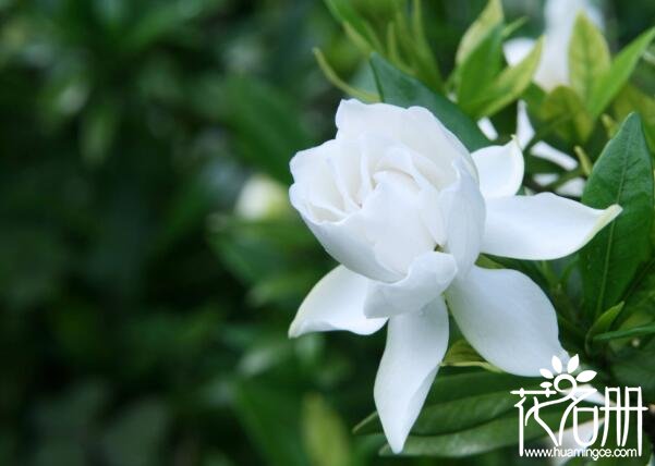 家里养栀子花风水好吗 栀子花风水禁忌(栀子花有利于家庭和睦)