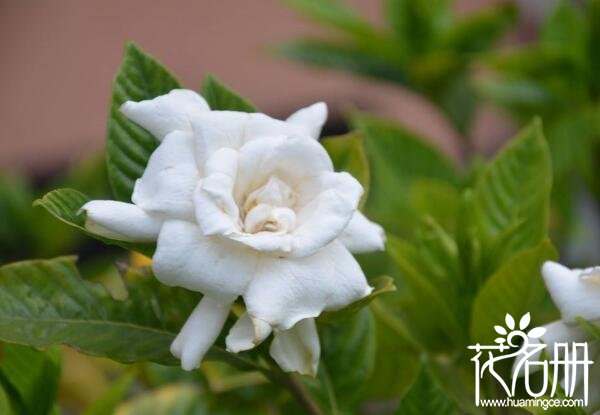 家里养栀子花风水好吗 栀子花风水禁忌(栀子花有利于家庭和睦)