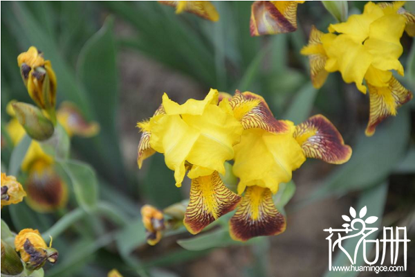 德国鸢尾花的花语，不同花色不同含义