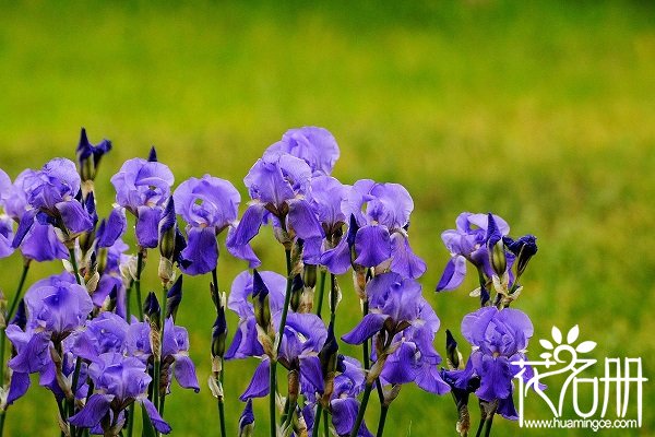 德国鸢尾花的花语，不同花色不同含义