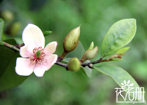 含笑花什么时候开花，含笑花一年开几次花（春夏秋季均可开花）