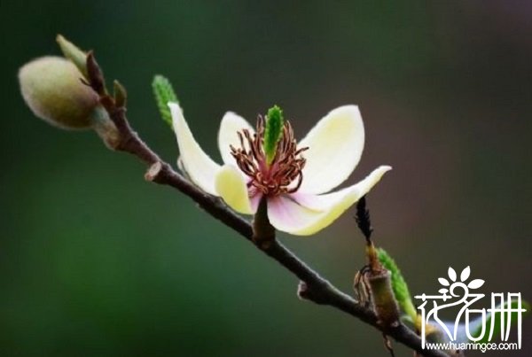 含笑花什么时候开花，含笑花一年开几次花（春夏秋季均可开花）